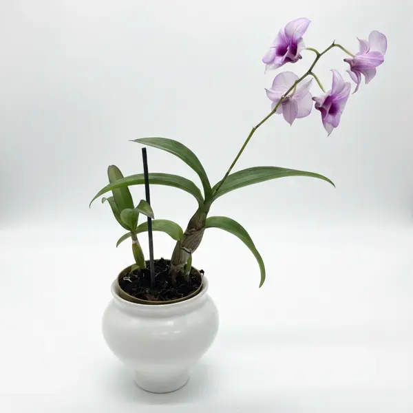 סחלב נוי בעציץ קרמי - image 1