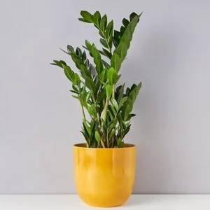 זמיהקולקס בקרמיקה - עציצים