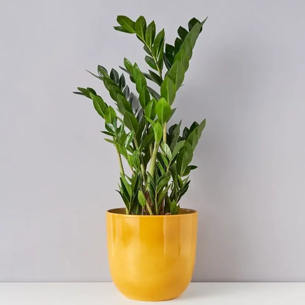 זמיהקולקס בקרמיקה - image 1