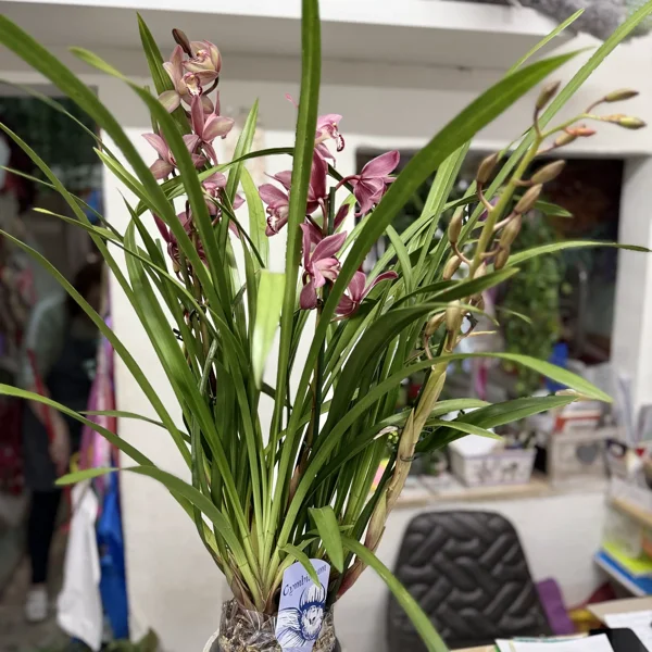 Cymbidium orchid with 3–4 flowering spike - image 1