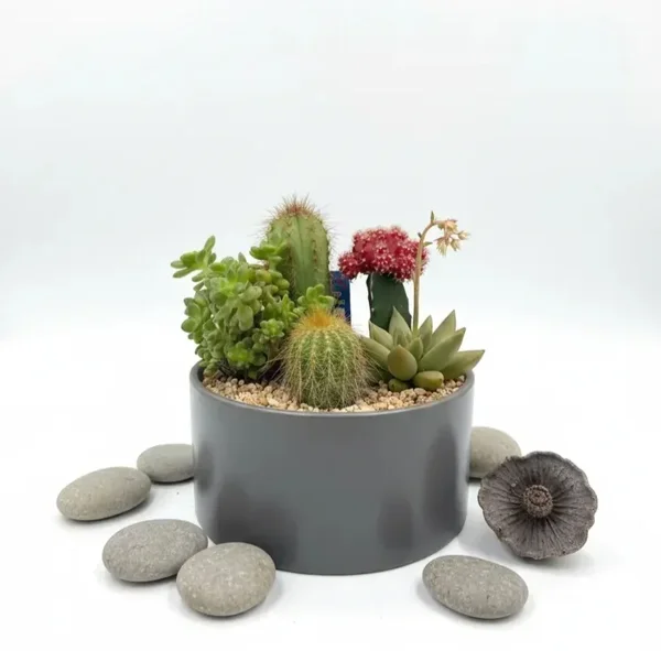 Designed cactus and succulent planter in round gray pot - image 1