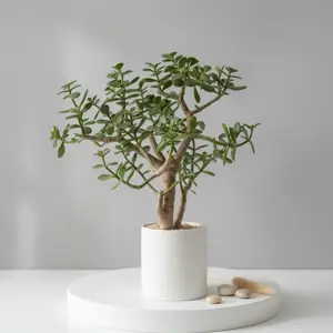 Суккулент в белом горшке - image 1