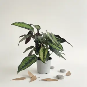 Зеленое декоративное растение в белом горшке - image 1