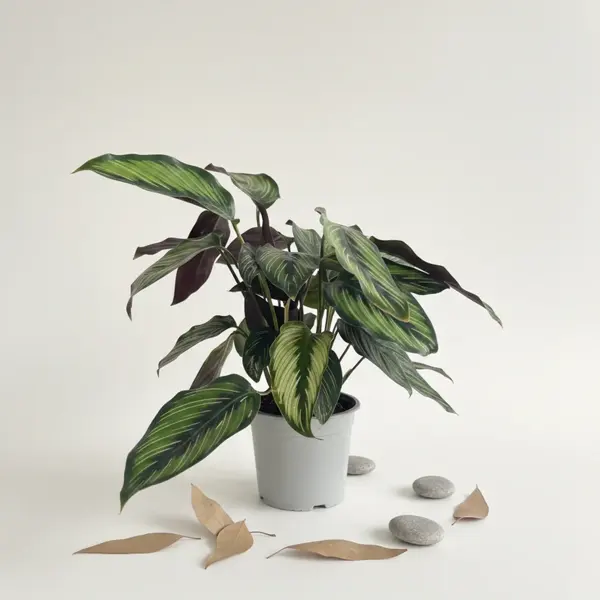 Зеленое декоративное растение в белом горшке - image 1