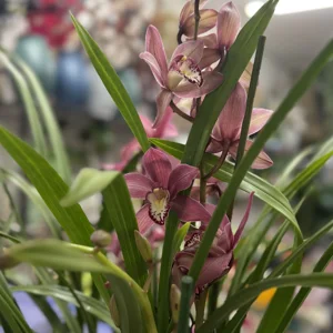 Cymbidium orchid with 3–4 flowering spike - image 2