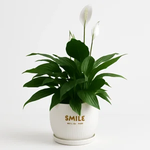 "ספטיפילום בעציץ "חיוך - עציצים