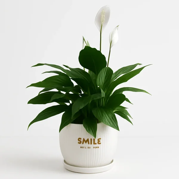 "ספטיפילום בעציץ "חיוך - image 1