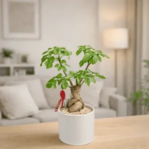 עץ אהבה - עציצים