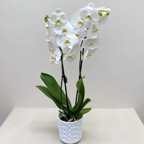 Double Orchid in Ceramic  - image 1