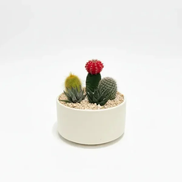 Cacti and Succulents in a Round Ceramic Design - image 1