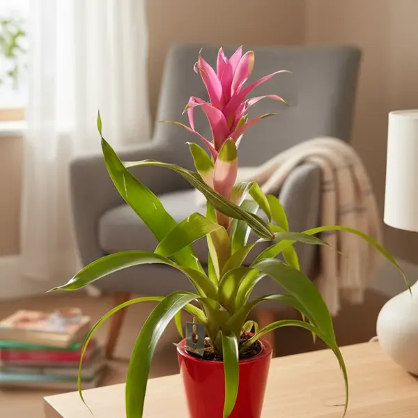 ברומליה ורודה בעציץ אדום - image 1