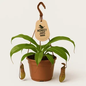 נֶפֶנְתֶס (Monkey Jars, צמח הכד) - עציצים