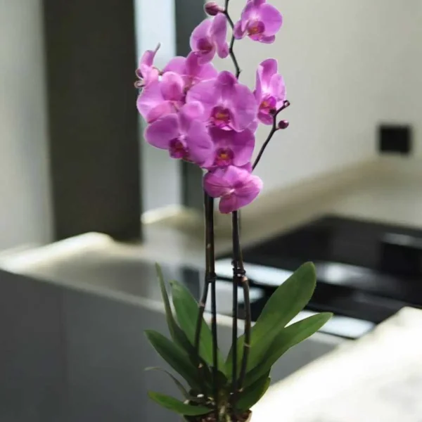 סחלב זוגי - image 1