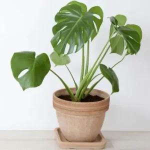 מונסטרה בקרמיקה - עציצים