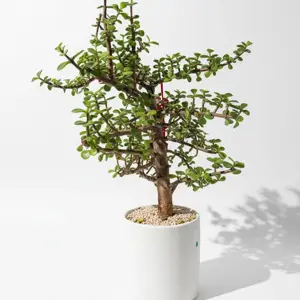 Зеленый бонсай в стильном горшке - image 1