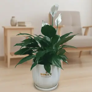 עציץ נוי לבן עם פריחה לבנה - image 1