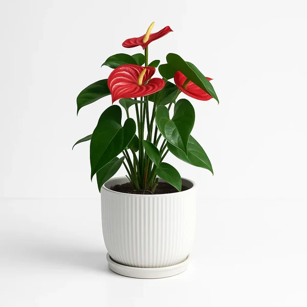 ״אנתוריום בעציץ "חיוך - image 1