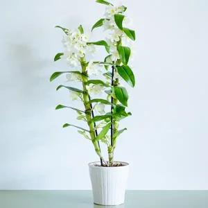 Dendrobium Nobile Оrchid - image 1